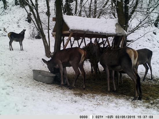 JELENICE