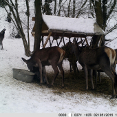 JELENICE