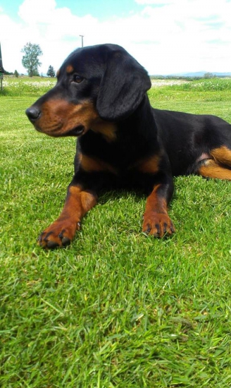 jorta (aida) z hrachovskeho vrsku