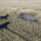 jorta (aida) z hrachovskeho vrsku a kamosov jagdterrier