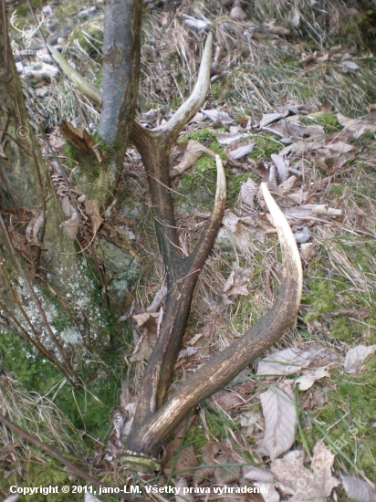 minulorocny