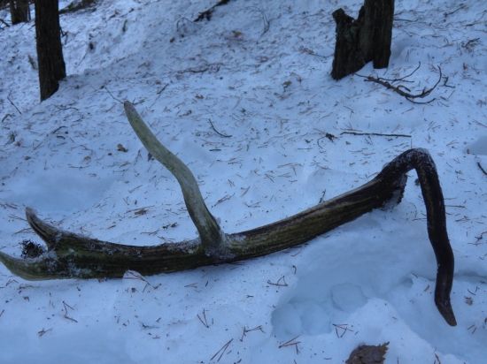 Dnesna raritka-zelovoc