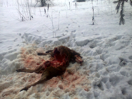 My krmime vlci lovia