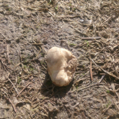 gombičkar
