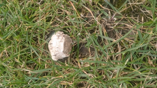 ešte jedna gombička