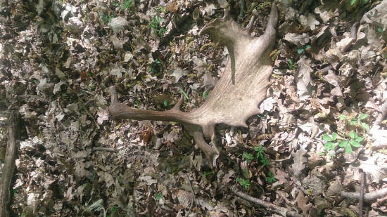 zamaskovaný -už vonku z listia