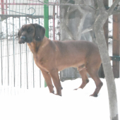 môj hund