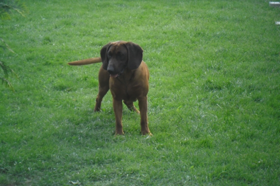 polonemec BURY Šibeničná