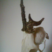 raritka z hosťovačky