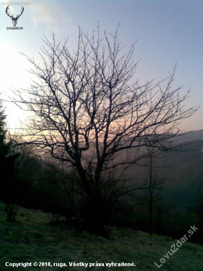 brieždenie