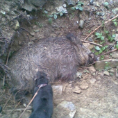 úspešná dohľadávka