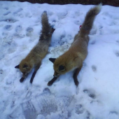 nevydarené zásnuby