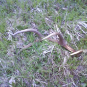 ešte sa dá nájsť