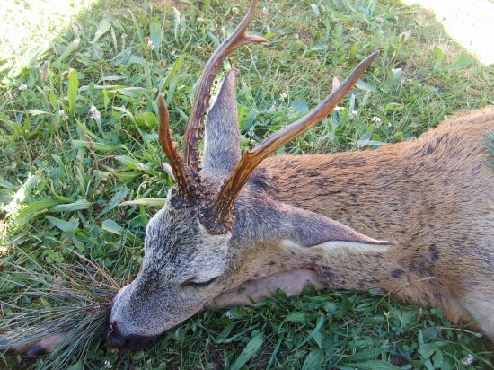 Raritka z hosťovačky