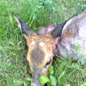 Srnec uloven 17.5.2014