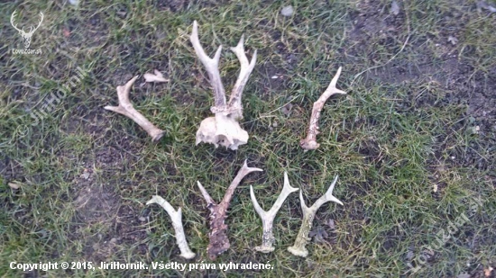 Úspěšný den