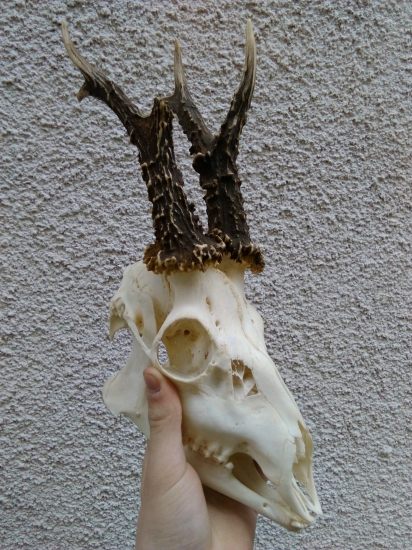 Dobrý srnec
