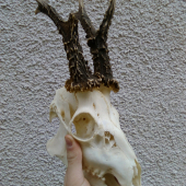 Dobrý srnec