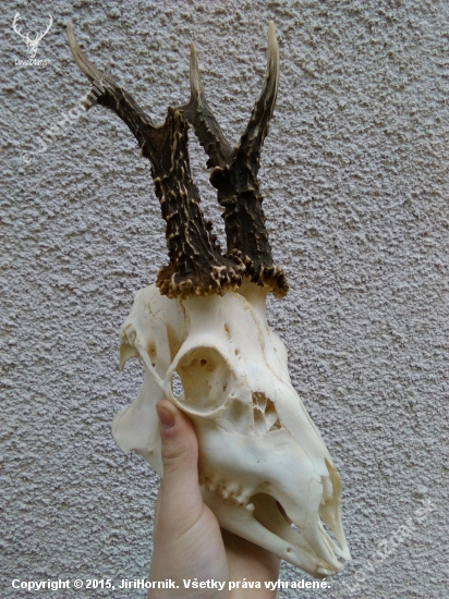 Dobrý srnec