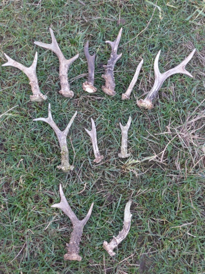 První letošní shozobraní