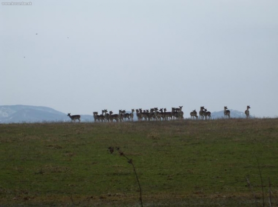 Dančie