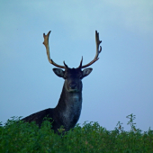 Daniel kúsok odomňa