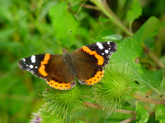 babôčka admirálska