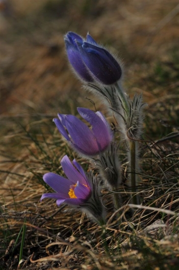 Poniklec veľkokvetý (Pulsatilla grandis Wender.)