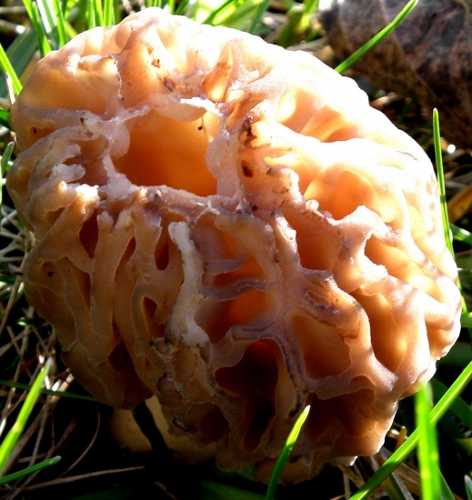 Smrčok Morchella sp.