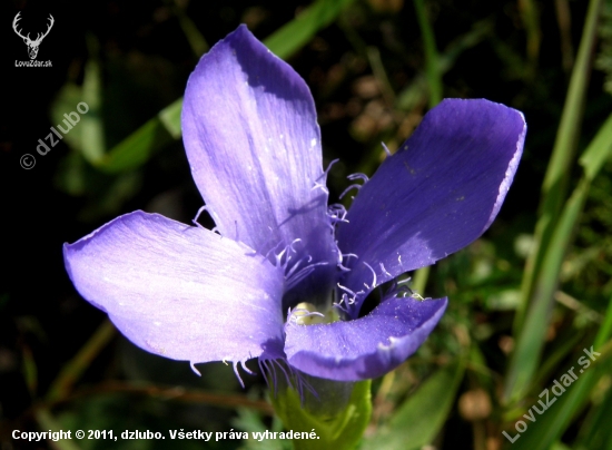 PAHOREC BRVITÝ (Centianopsis cilieta (L) Ma )