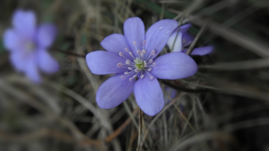 Pečeňovník trojlaločnatý