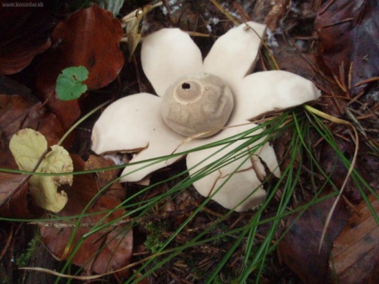 HVIEZDOVKA VAKOVITÁ -  Geastrum saccatum