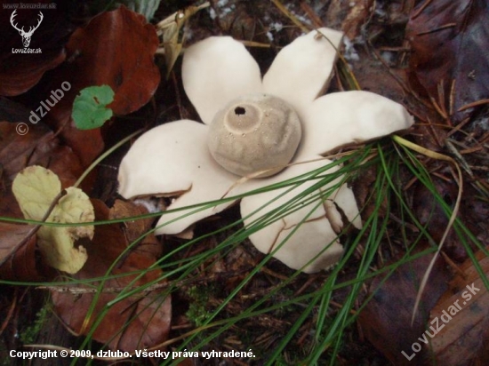 HVIEZDOVKA VAKOVITÁ -  Geastrum saccatum