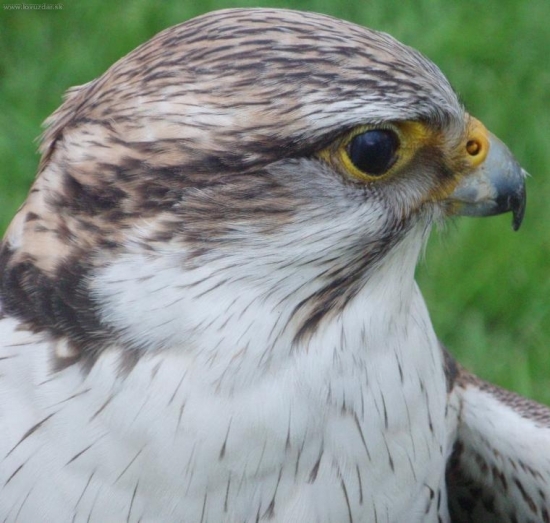 Hlava sokola