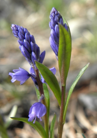 Horčinka obyčajná Polygala vulgaris L.