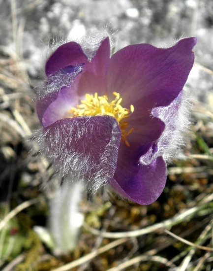 Poniklec slovenský - Pulsatilla slavica