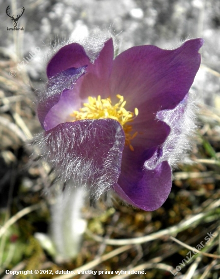 Poniklec slovenský - Pulsatilla slavica