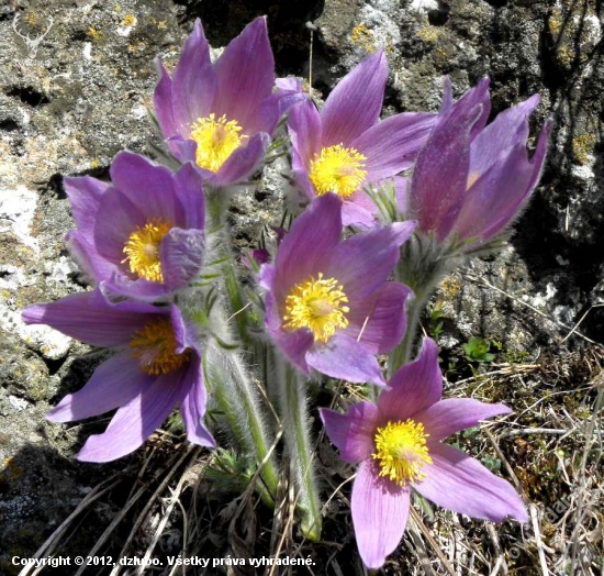 Poniklec slovenský - Pulsatilla slavica