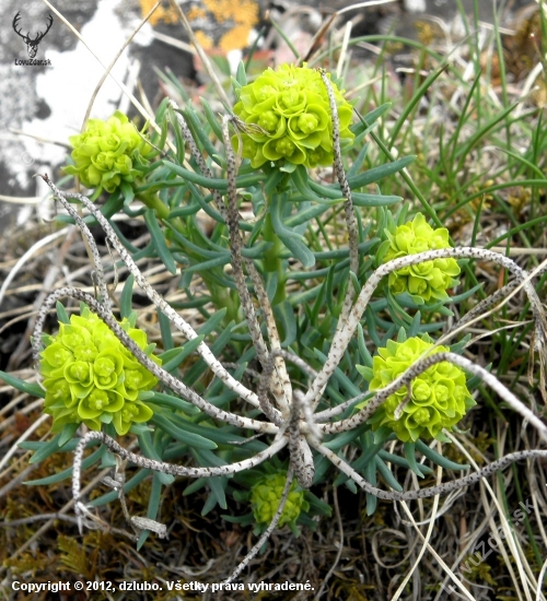 Mliečnik chvojkový /Tithymalus cyparissias