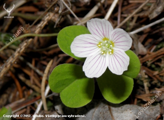 Kyslička obyčajná  - Oxalis acetosella L.