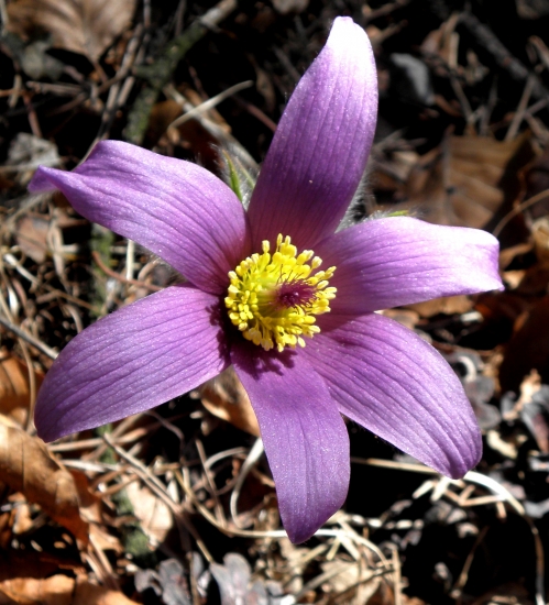 Dokvitajúci poniklec