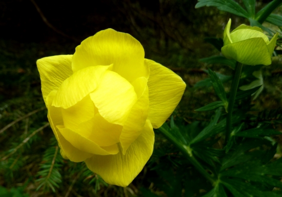 Žltohlav najvyšší