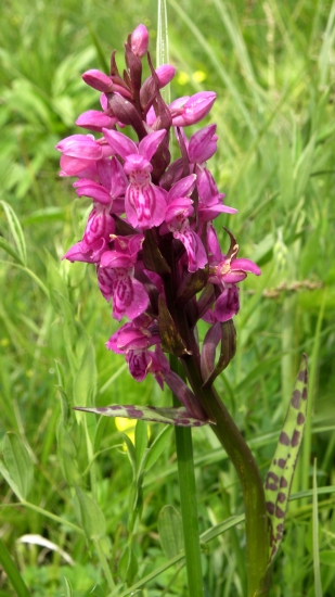 VSTAVAČOVEC MÁJOVÝ PRAVÝ