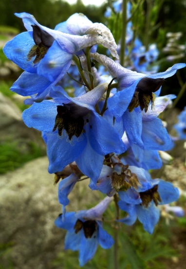 SRAČONOŽKA TATRANSKÁ