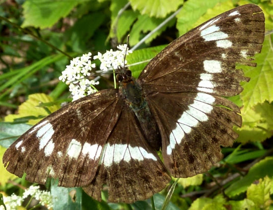 BIELOPÁSOVEC ZEMOLEZOVÝ