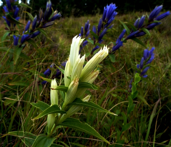 HOREC albín - rarita