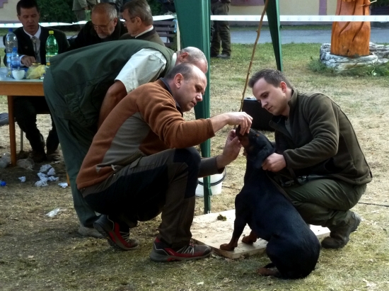 Z klubovej výstavy slovenského kopova