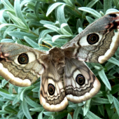 OKÁŇ MENŠÍ - Saturnia pavonia
