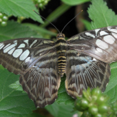 PAPILIO POLYTES