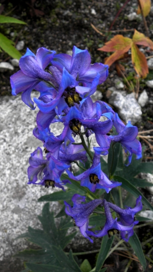 STRAČONOŽKA TATRANSKÁ